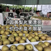 圆黄梨光果漂亮，价位不高，不限量收