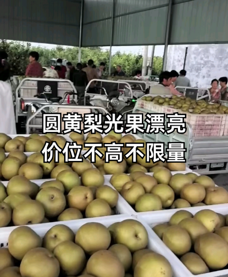 圆黄梨光果漂亮，价位不高，不限量收
