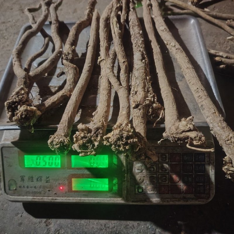黄芪纯野生整条新货特大条一件包邮欢迎下单咨询