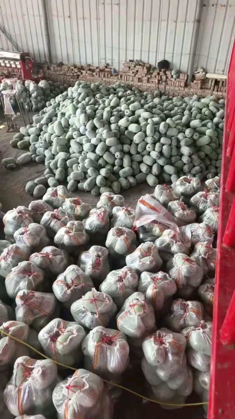 翡翠水果小冬瓜2-4，产地直发，电商，商超，大量提供货源