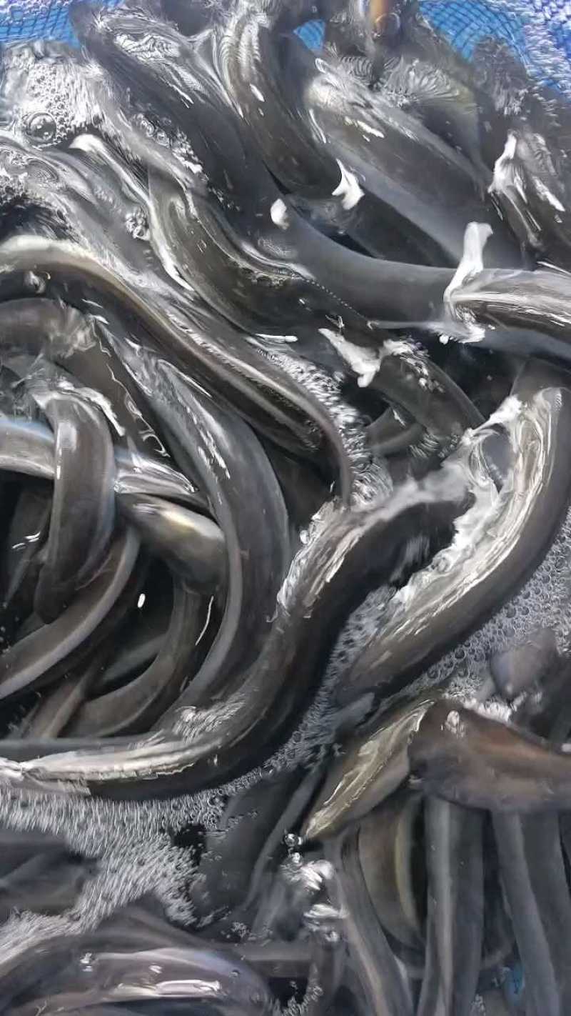 鳗鱼苗白鳝鱼苗淡水养殖日本鳗鱼苗规格尺寸可选良种鱼苗养殖