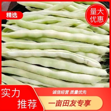 白不老，芸豆大量上市，产地一手货源量大优惠，欢迎合作