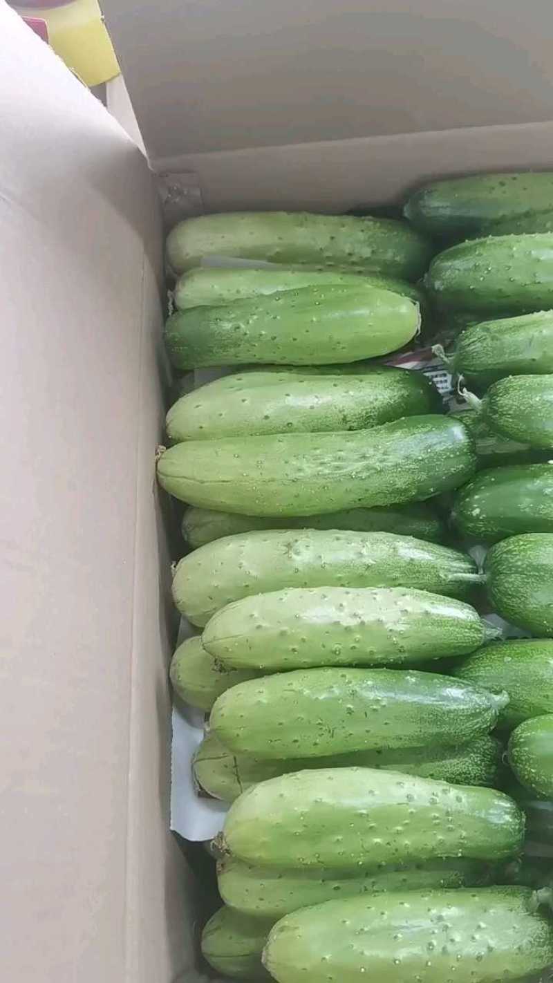 湖北黄瓜，水果黄瓜，产地供应，产地直发，价格美丽