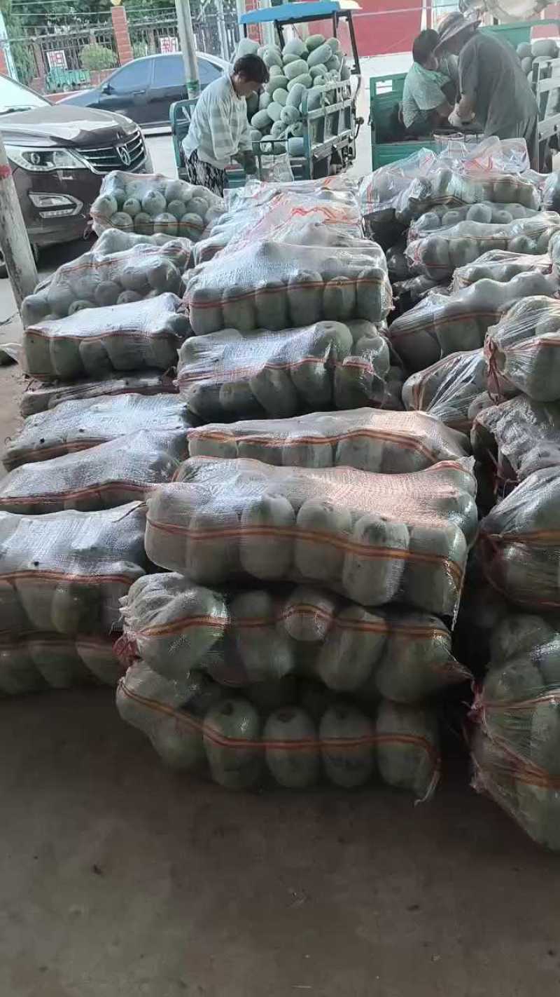 精品水果冬瓜小冬瓜价格实惠量大从优价格实惠