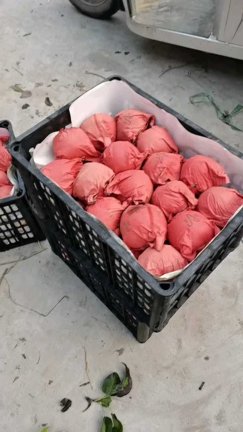 圆黄2万斤上市，七两以上，价格不高