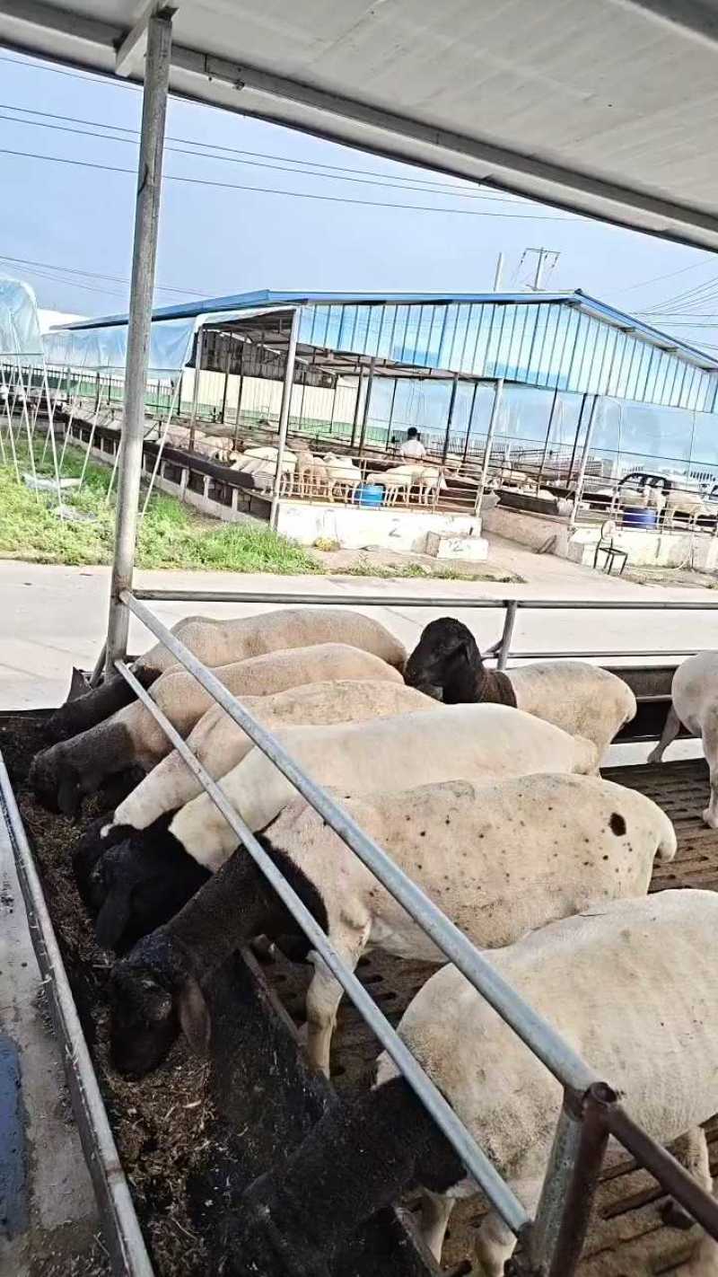 黑头杜泊怀孕大母羊，两只以上全国包发