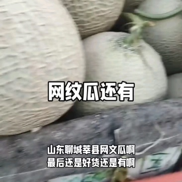 山东莘县鲁厚甜网纹瓜，，可出口，质量保证诚信经营
