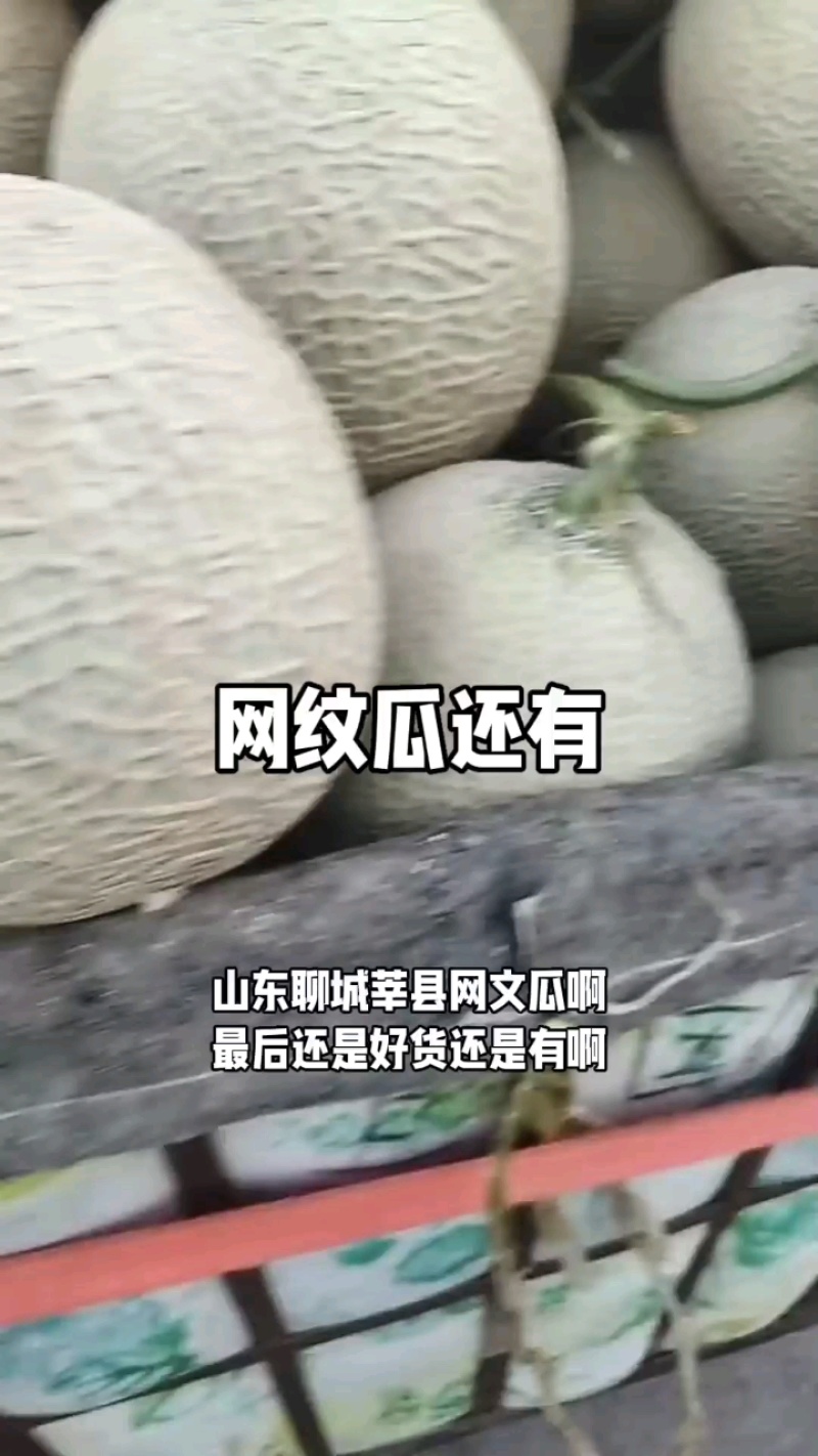 山东莘县鲁厚甜网纹瓜，，可出口，质量保证诚信经营