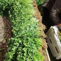 河北香菜泡沫箱，打捆质量品质手工都很到位备有大型冷库
