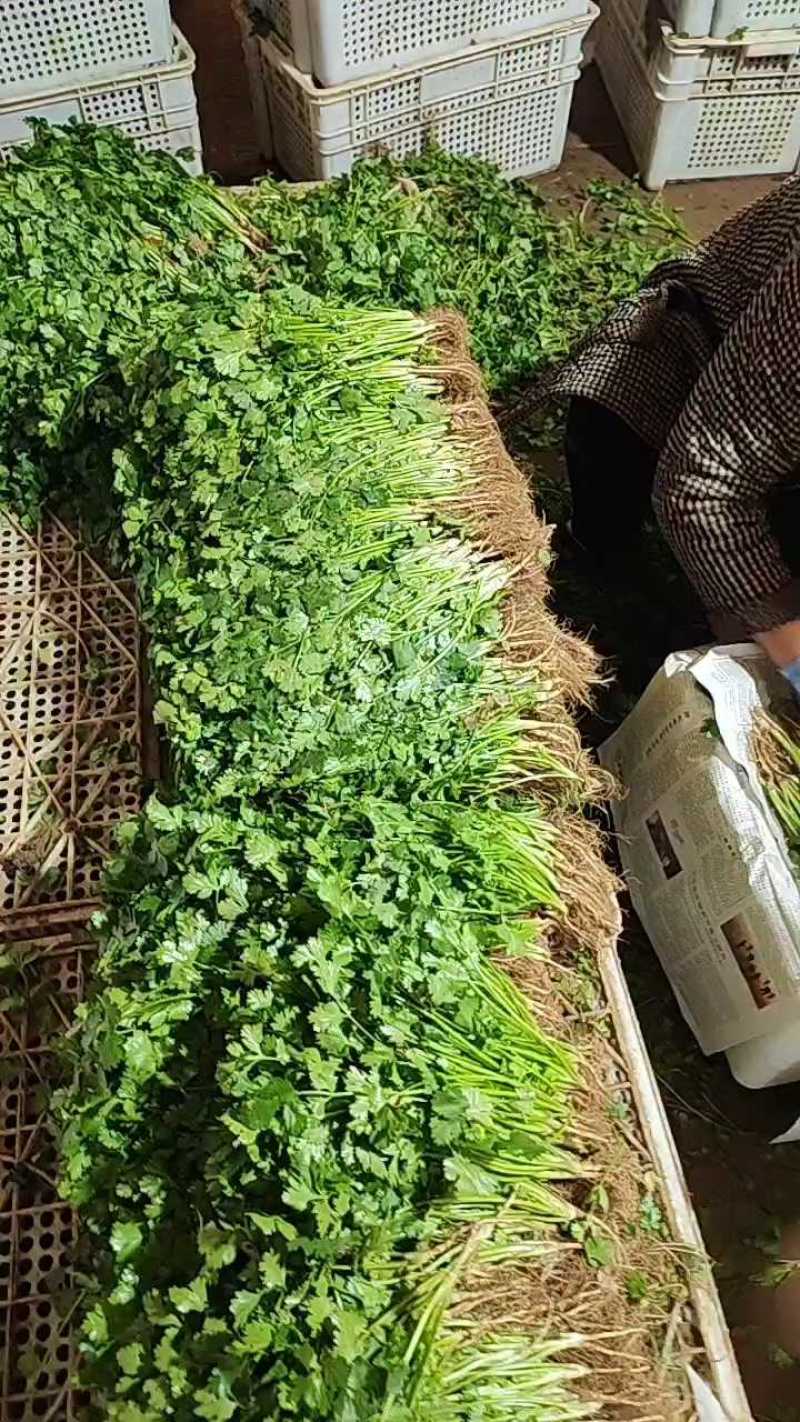 河北香菜泡沫箱，打捆质量品质手工都很到位备有大型冷库