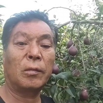 陕西渭南红梨热销诚招客商电商采购团购供应链平台