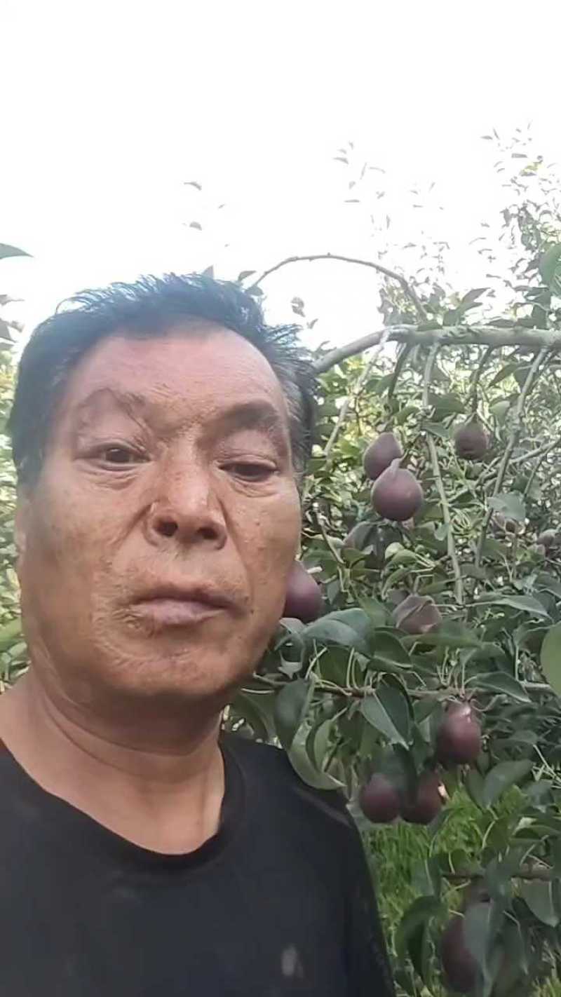 陕西渭南红梨热销诚招客商电商采购团购供应链平台
