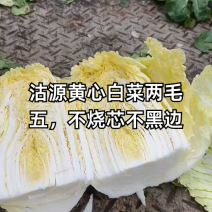 精品优质黄心白菜，新鲜上市，基地直供，来电洽谈