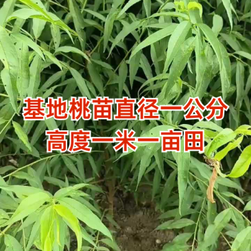 毛桃苗嫁接桃树砧木木桃树实生苗