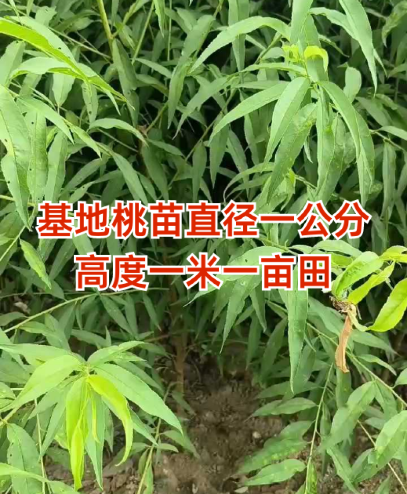 毛桃苗嫁接桃树砧木木桃树实生苗