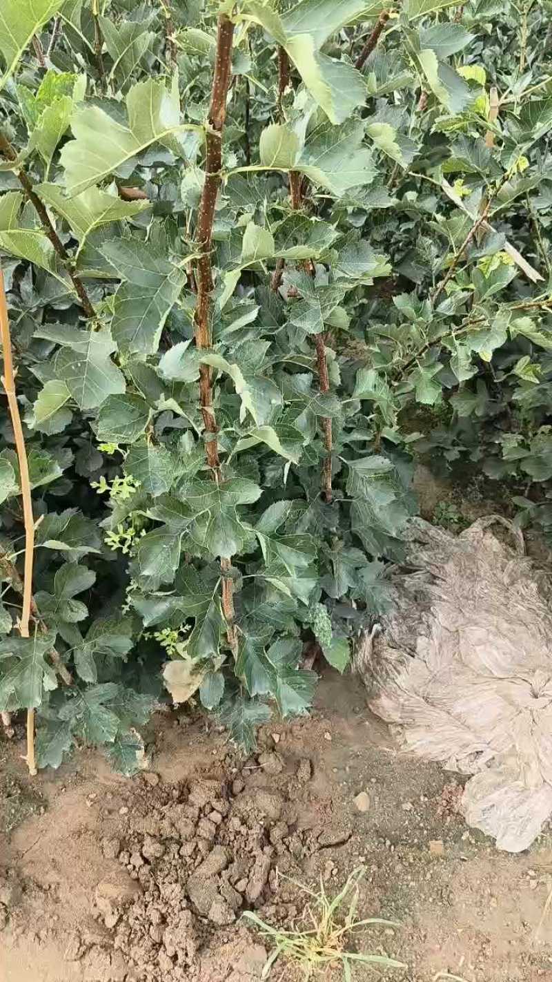 山楂苗根系发达带土移栽大金星甜红籽山楂苗