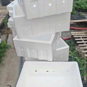 茄子苗,圆茄苗,绿萼长茄苗,种苗品质保证,产量高耐寒性好