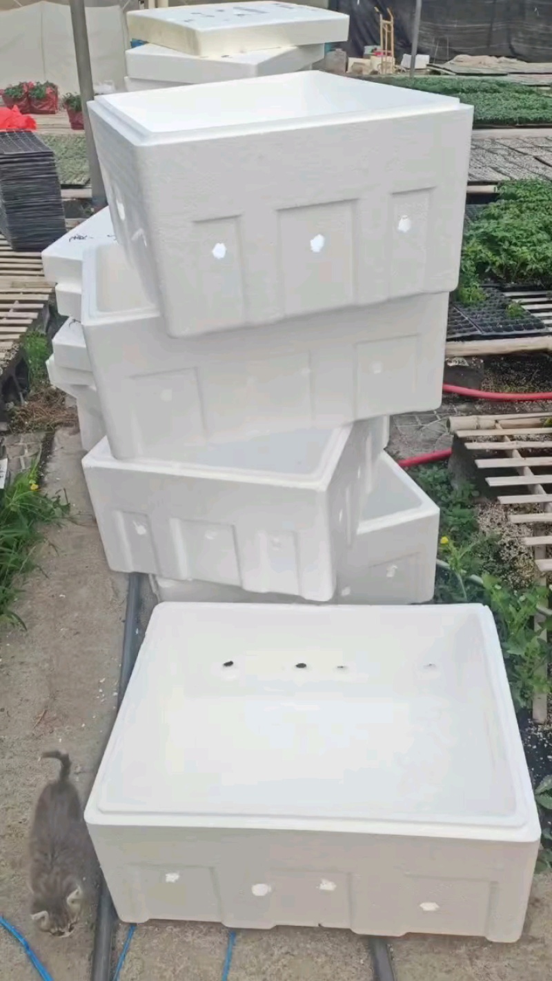 茄子苗，圆茄苗，绿萼长茄苗，种苗品质保证，产量高耐寒性好