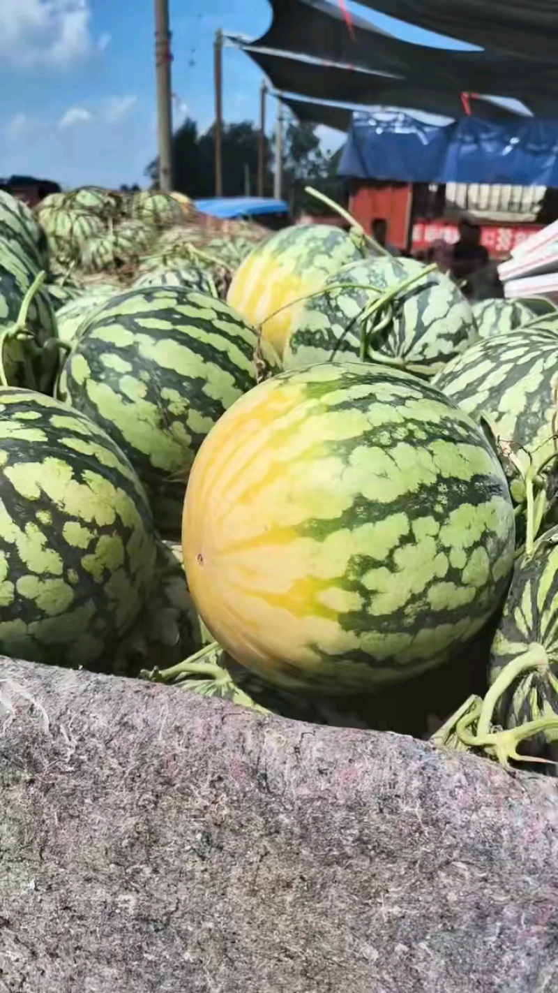 河南西瓜通许美都西瓜皮薄瓤红瓜形端正无生瓜不开裂甜度高