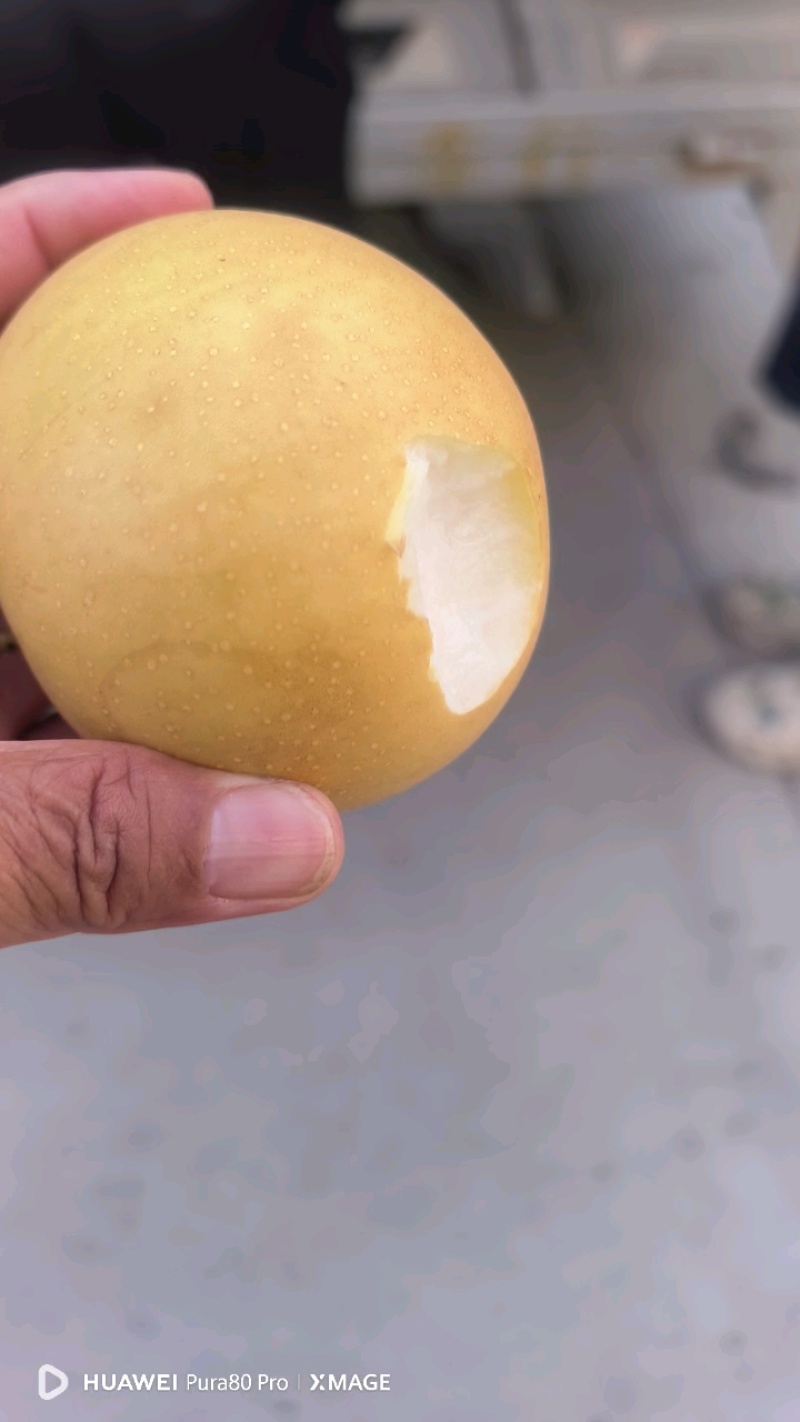 精品圆黄6两起，大量上市，6.8元