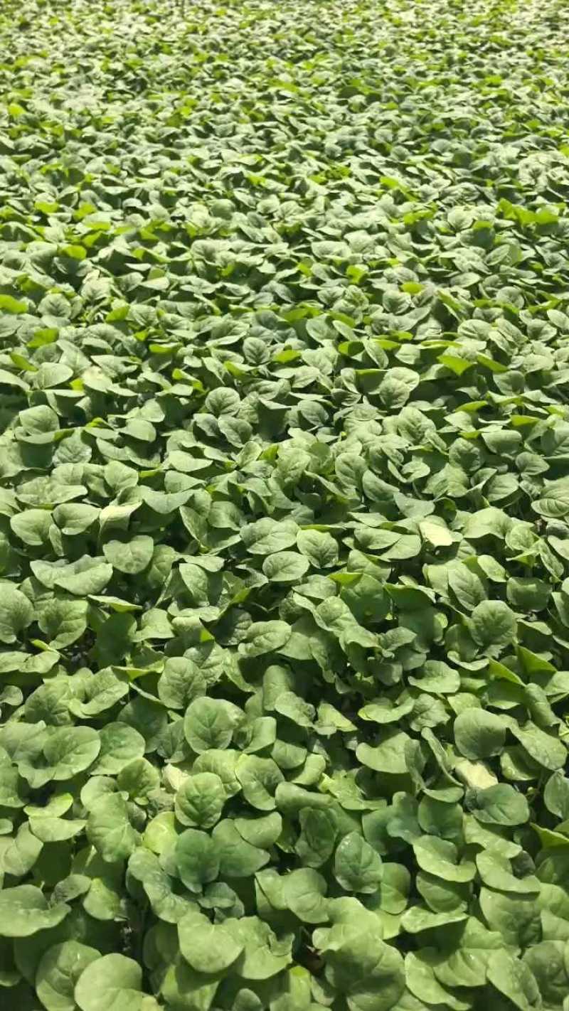 黑亮圆茄苗，颜色好，易管理，品质优，适应大型基地种植户种