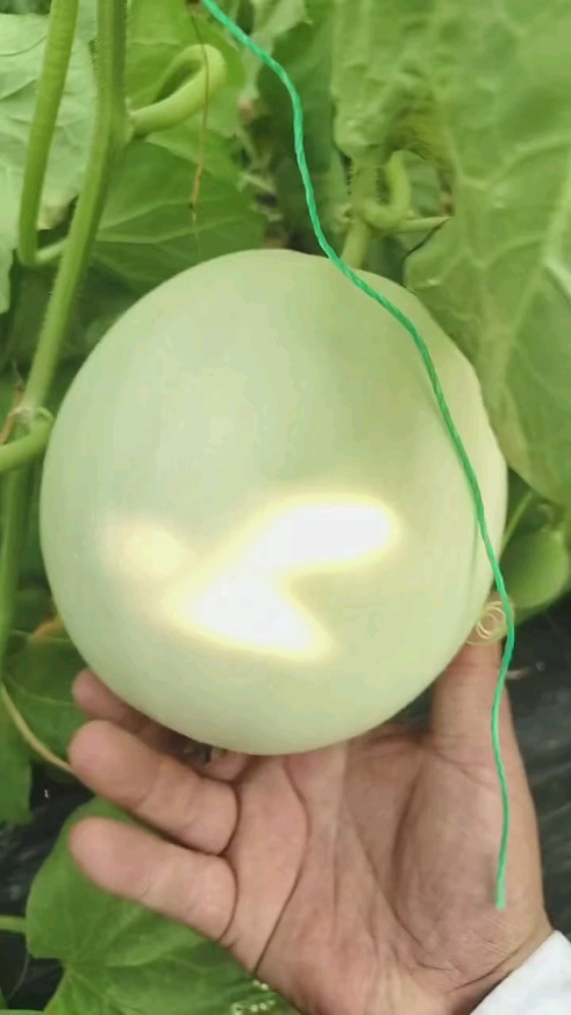【热销】冰清玉姑甜瓜大量上市品质保障甜度高耐运输产地发货