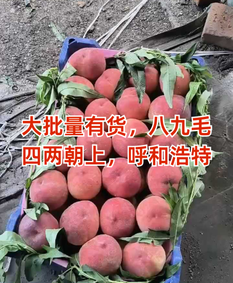 大批量有货，八九毛，四两朝上