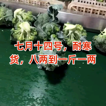 精品西兰花大量有货产地直发视频看货质量保证价格便宜