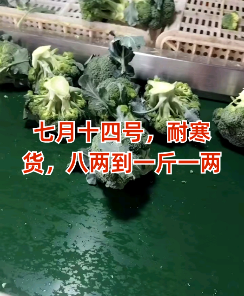 精品西兰花大量有货产地直发视频看货质量保证价格便宜