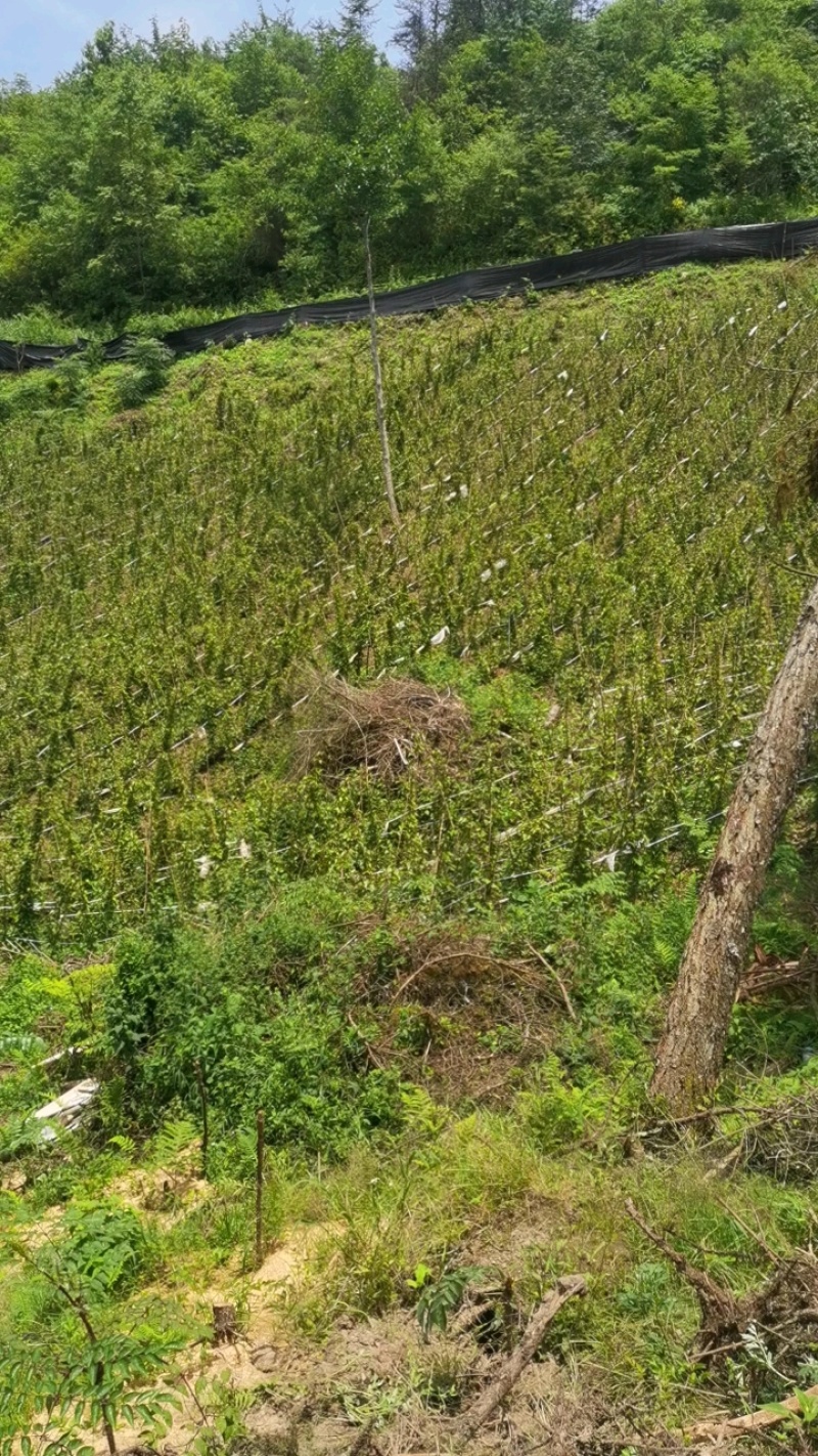 2000亩生态山药，海拔2100米