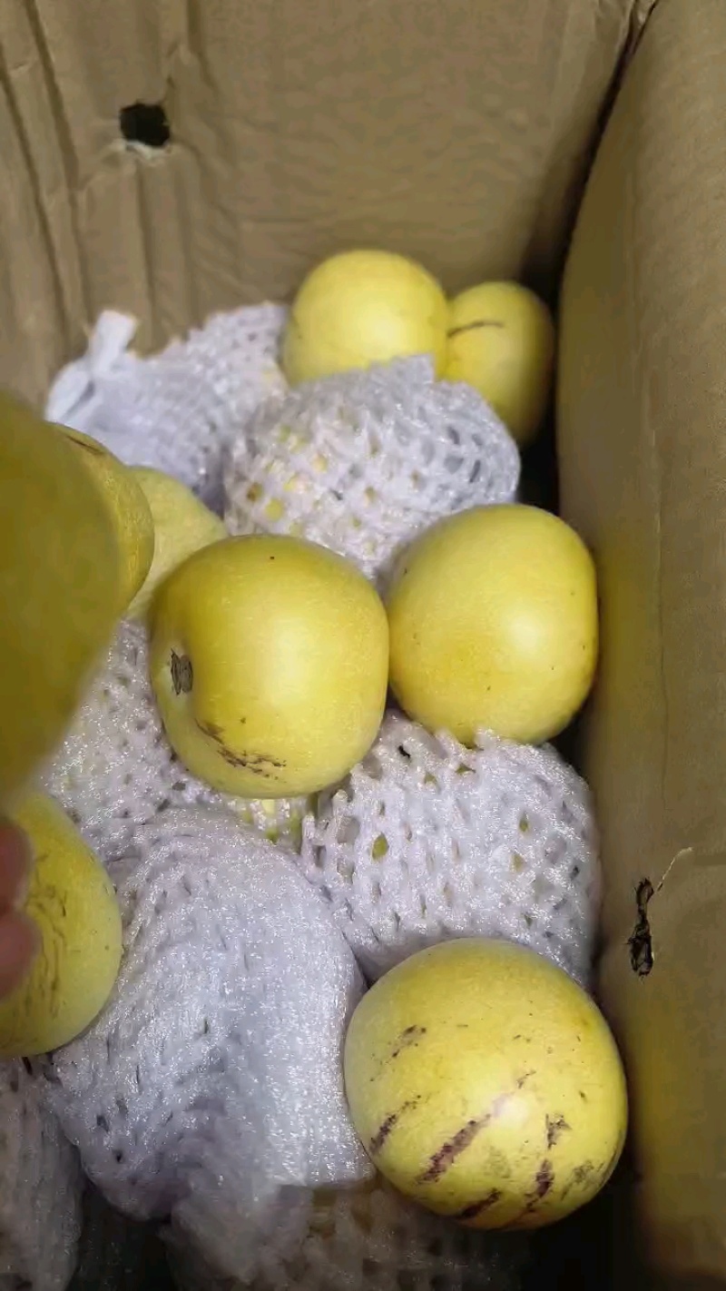 品质大果特大果云南石林树熟人参果原产地现摘现发