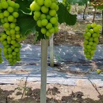 江苏阳光玫瑰大量接单产地直发量大从优欢迎来电咨询