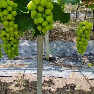 江苏阳光玫瑰大量接单产地直发量大从优欢迎来电咨询