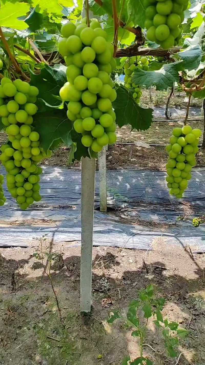 江苏阳光玫瑰大量接单产地直发量大从优欢迎来电咨询