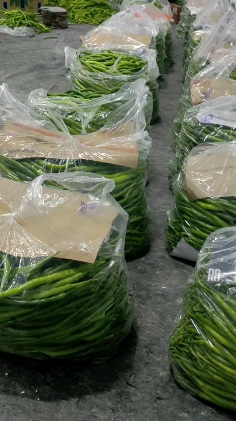 河南精品线椒大量上市，货源充足，质量保证，欢迎合作