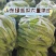 山东次绿苦瓜烘干厂加工厂切片专用产地直发大量供应