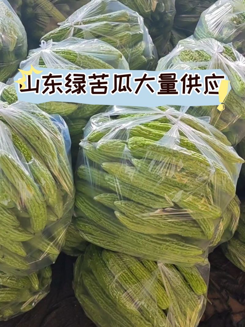 山东次绿苦瓜烘干厂加工厂切片专用产地直发大量供应