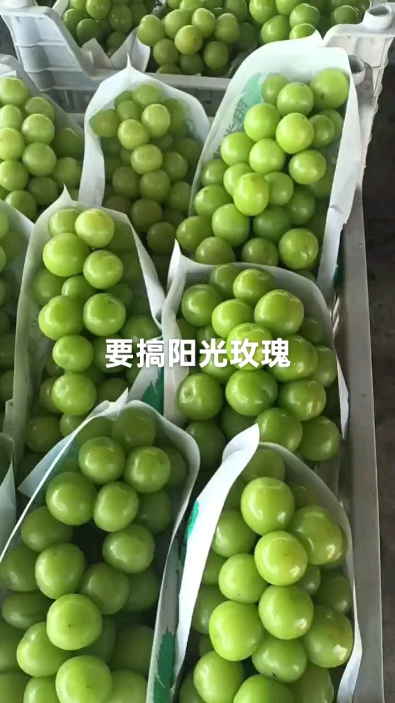 阳光玫瑰现采现摘，代发全国