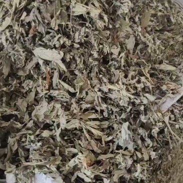 大叶艾湖北蕲艾中草药农村野生无杆干艾叶批发零售一件代发