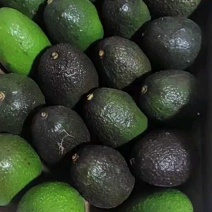 秘鲁哈斯牛油果