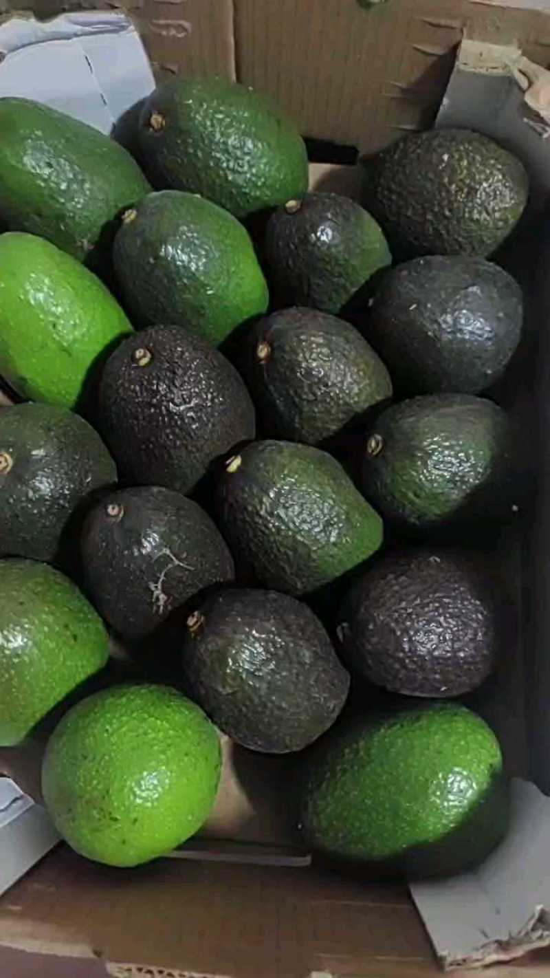 秘鲁哈斯牛油果