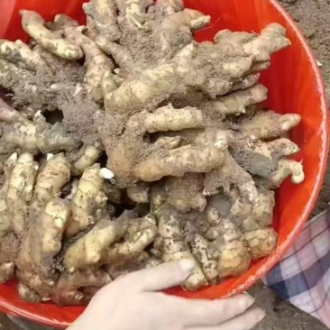 山东小黄姜丨源头产地直供丨货源充足丨欢迎咨询洽谈合作