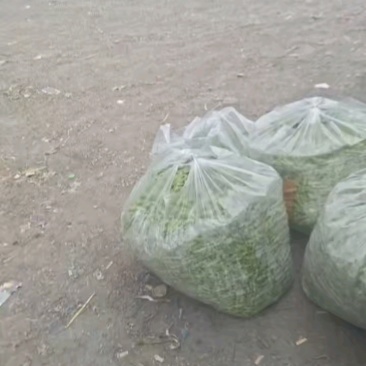 精品毛豆