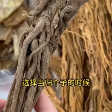 甘肃岷县特级无硫全当归片农家散装药食同源泡水煲汤量大优惠
