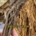 甘肃岷县特级无硫全当归片农家散装药食同源泡水煲汤量大优惠