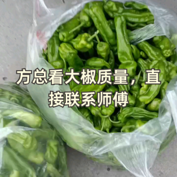天然新鲜鲜辣椒全国供应欢迎联系
