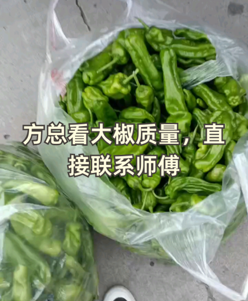 天然新鲜鲜辣椒全国供应欢迎联系