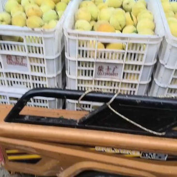 毛桃大量有货基地直供品质优新鲜现摘可视频看货欢迎咨询来电