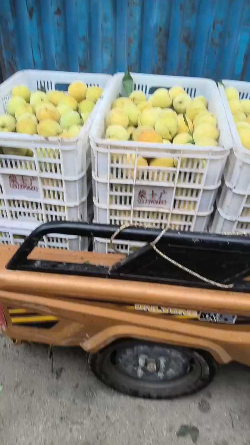 毛桃大量有货基地直供品质优新鲜现摘可视频看货欢迎咨询来电