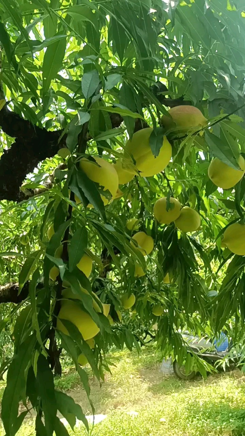 鹰嘴蜜桃